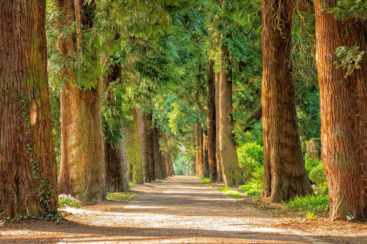 avenue, trees, tree lined-2215317.jpg